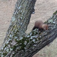 A Pine Marten at the inn