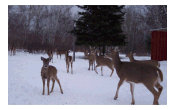 Deer visiting j gregers inn