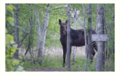 A young moose visiting the edge of the forest