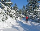 Cross country skiing in the woods